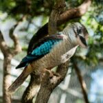 kookaburra-on-a-tree-australian-native-animals-2023-11-27-05-18-06-utc (1)