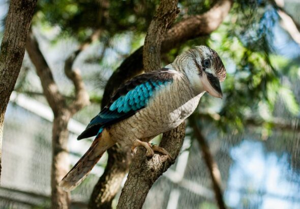 kookaburra-on-a-tree-australian-native-animals-2023-11-27-05-18-06-utc (1)