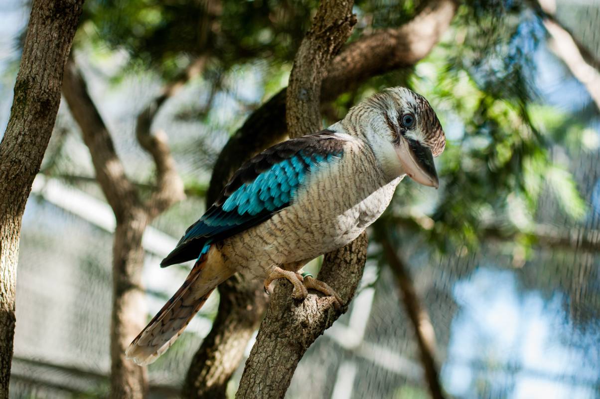 Endangered Australian Birds Legal Protections Penalties endangered-australian-birds-legal-protections-penalties