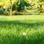 Mowed kikuyu grass green backyard grass with sprinkler system
