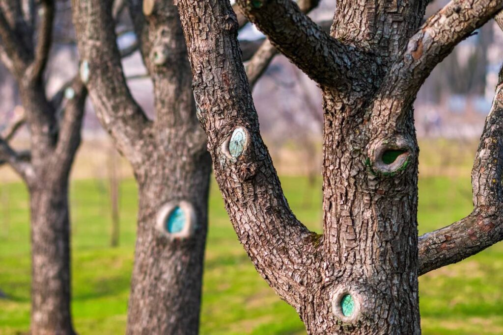 Tree trunks of leafless fruit trees in spring orchard