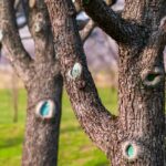 Tree trunks of leafless fruit trees in spring orchard