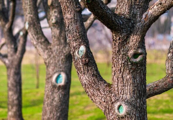 Tree trunks of leafless fruit trees in spring orchard