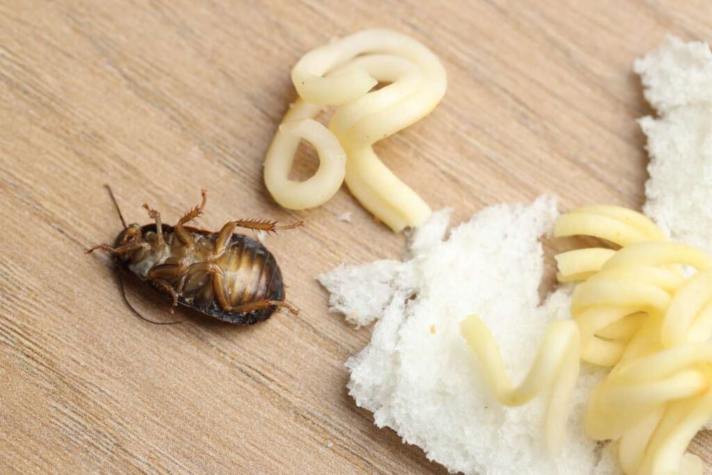 Food leftovers and cockroach on wooden table, closeup