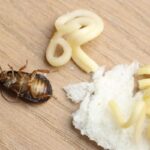 Food leftovers and cockroach on wooden table, closeup