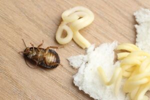 Food leftovers and cockroach on wooden table, closeup