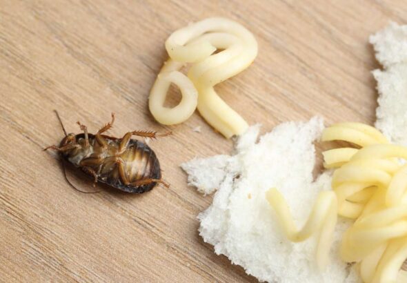 Food leftovers and cockroach on wooden table, closeup